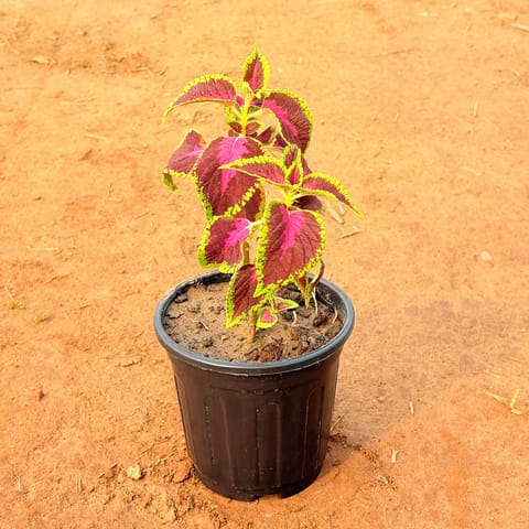 Coleus (any colour) in 6 Inch Black Super Nursery Pot