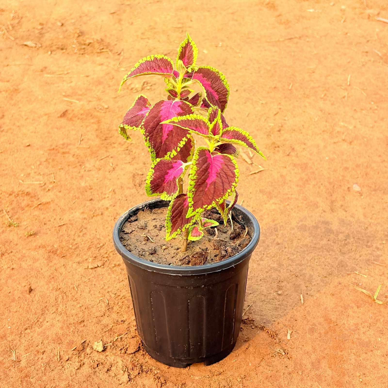 Coleus (any colour) in 6 Inch Black Super Nursery Pot