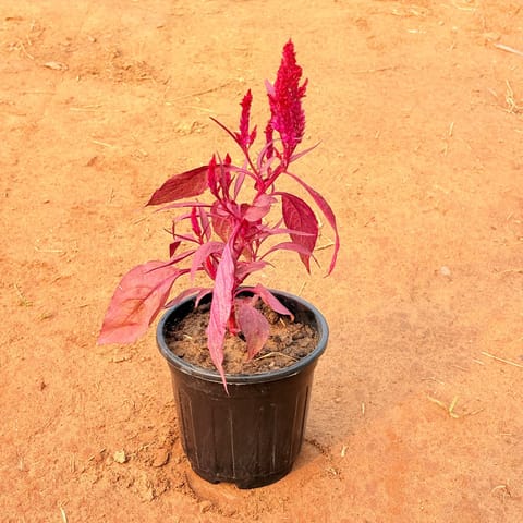 Celosia / Cockscomb (any colour) in 6 Inch Nursery Pot