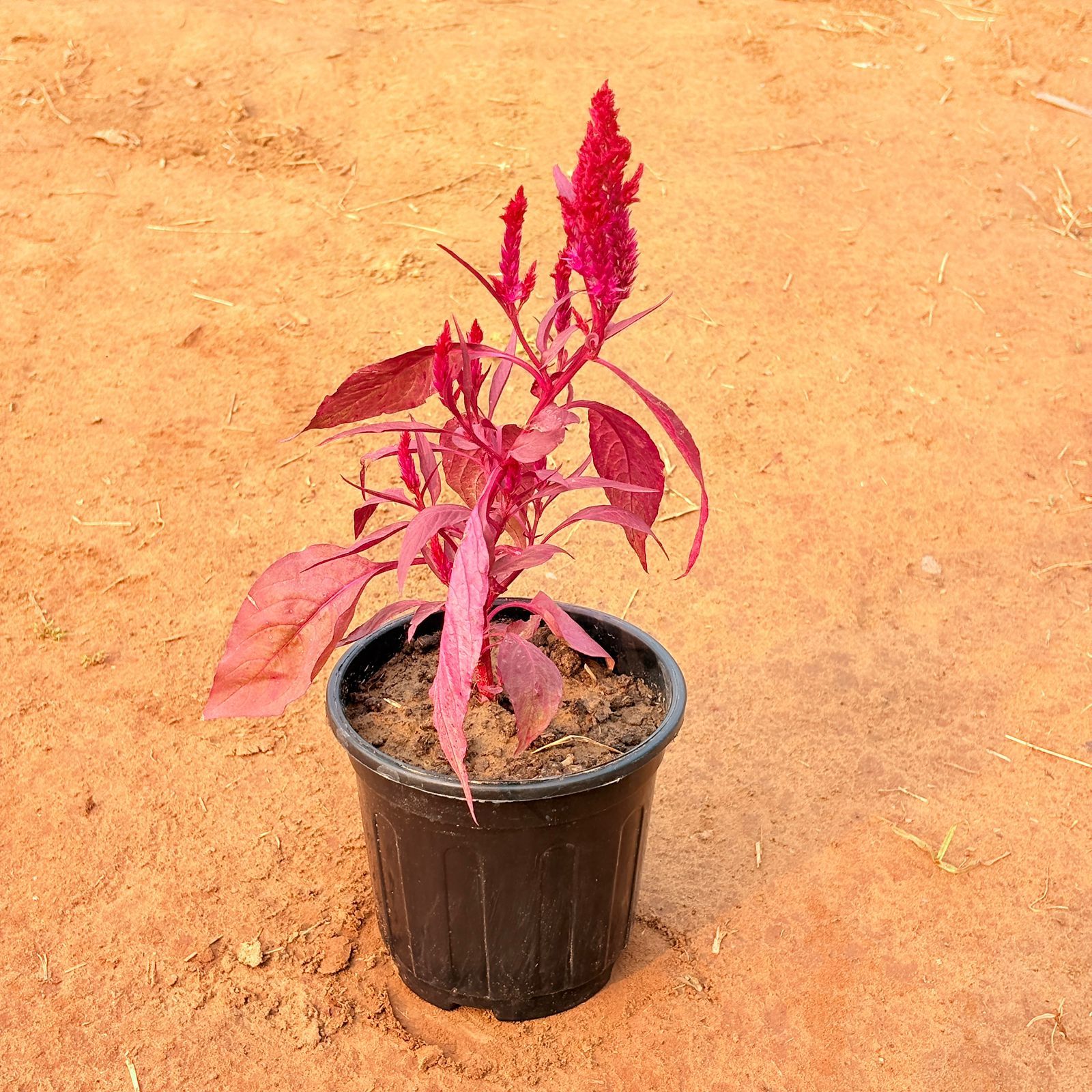 Celosia / Cockscomb (any colour) in 6 Inch Nursery Pot