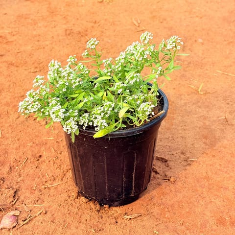 Alyssum White in 6 Inch Nursery Pot