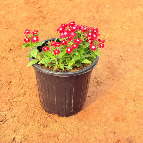 Verbena (Any Colour) in 6 Inch Nursery Pot