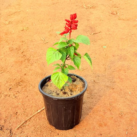 Salvia Red in 6 Inch Nursery Pot
