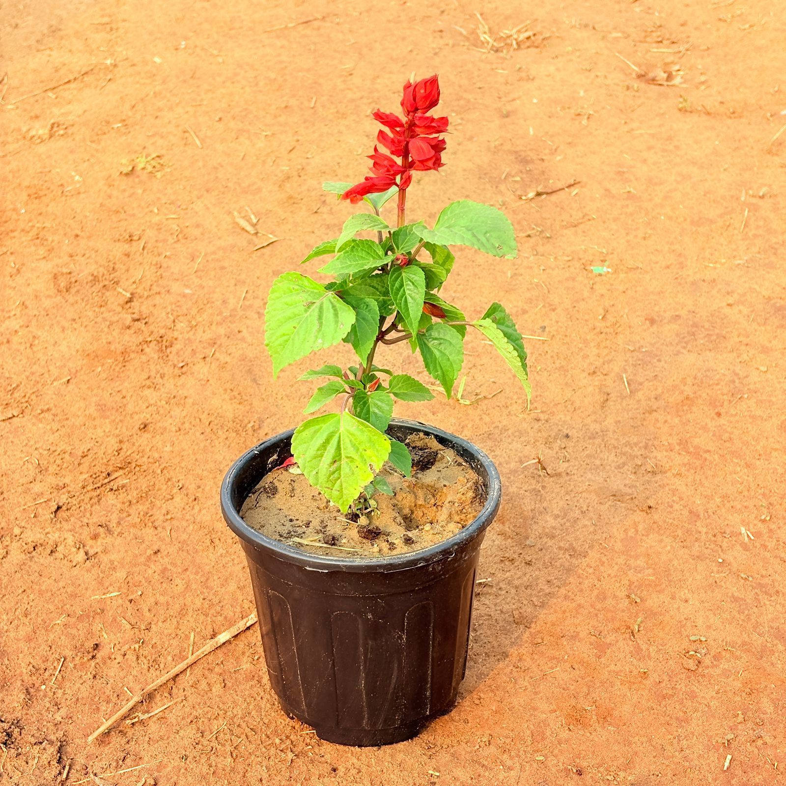 Salvia Red in 6 Inch Nursery Pot