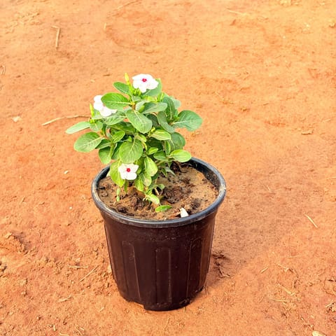 Periwinkle / Vinca / Sadabahar (any colour) in 6 Inch Nursery Pot