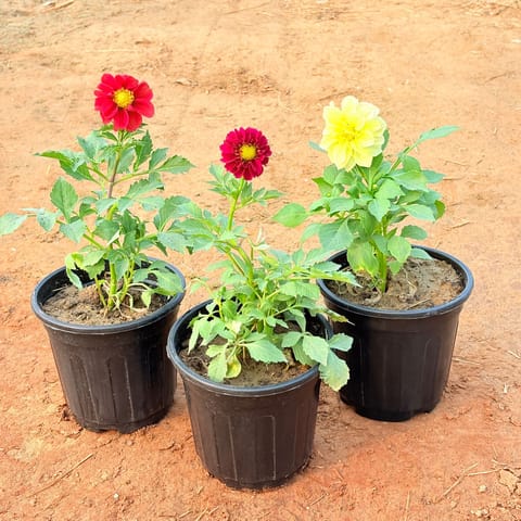 Set of 3 - Dahlia (any colour) in 6 Inch Nursery Pot