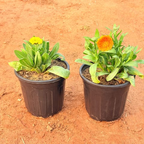 Set of 2 - Calendula (any colour) in 6 Inch Nursery Pot