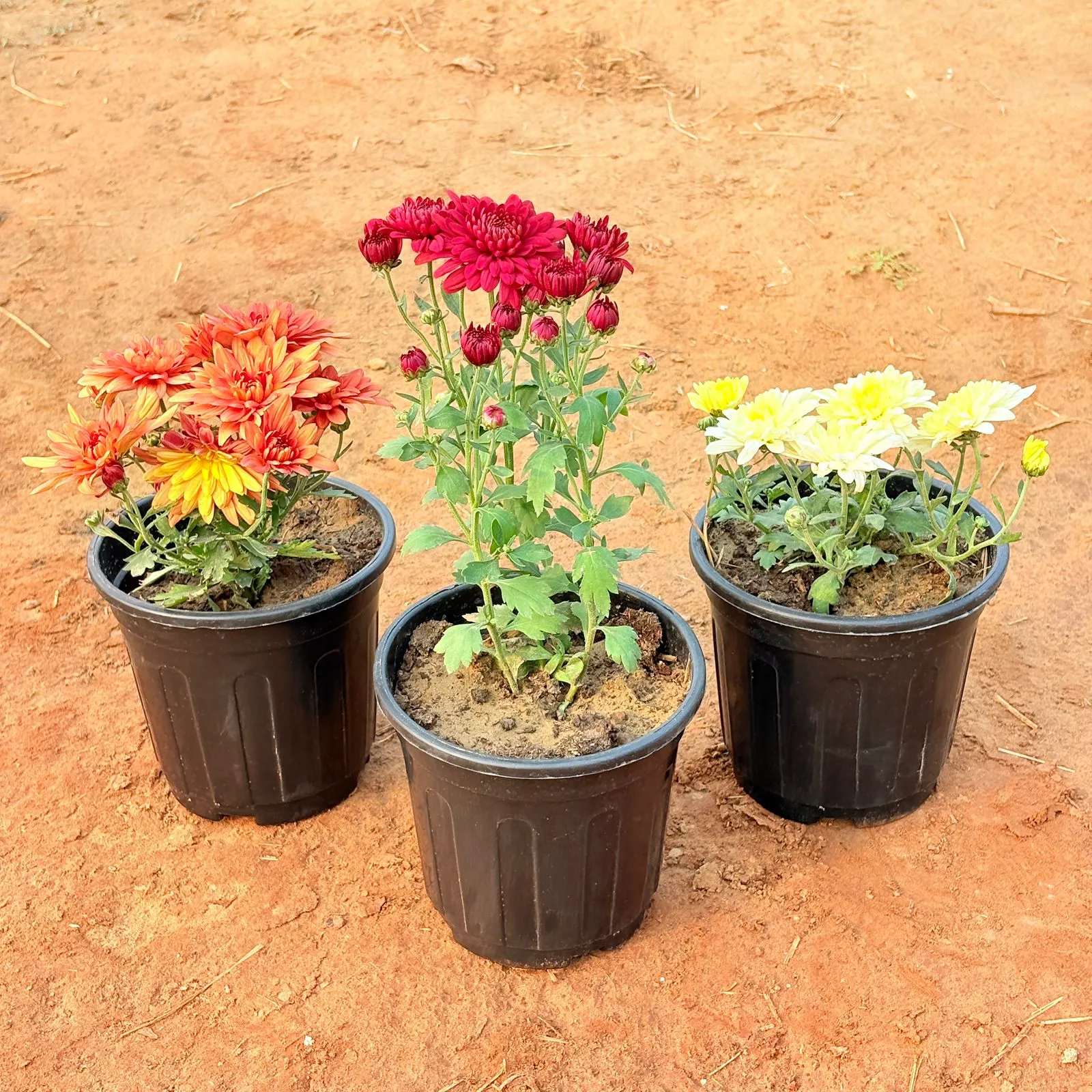 Set of 3 - Chrysanthemum (any colour) in 6 Inch Nursery Pot