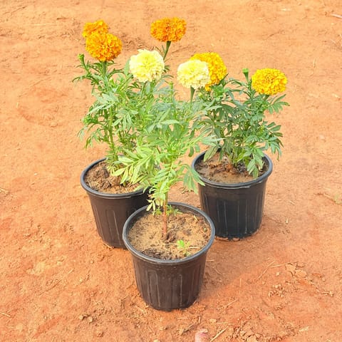 Set of 3 - Marigold (any colour) in 6 Inch Nursery Pot