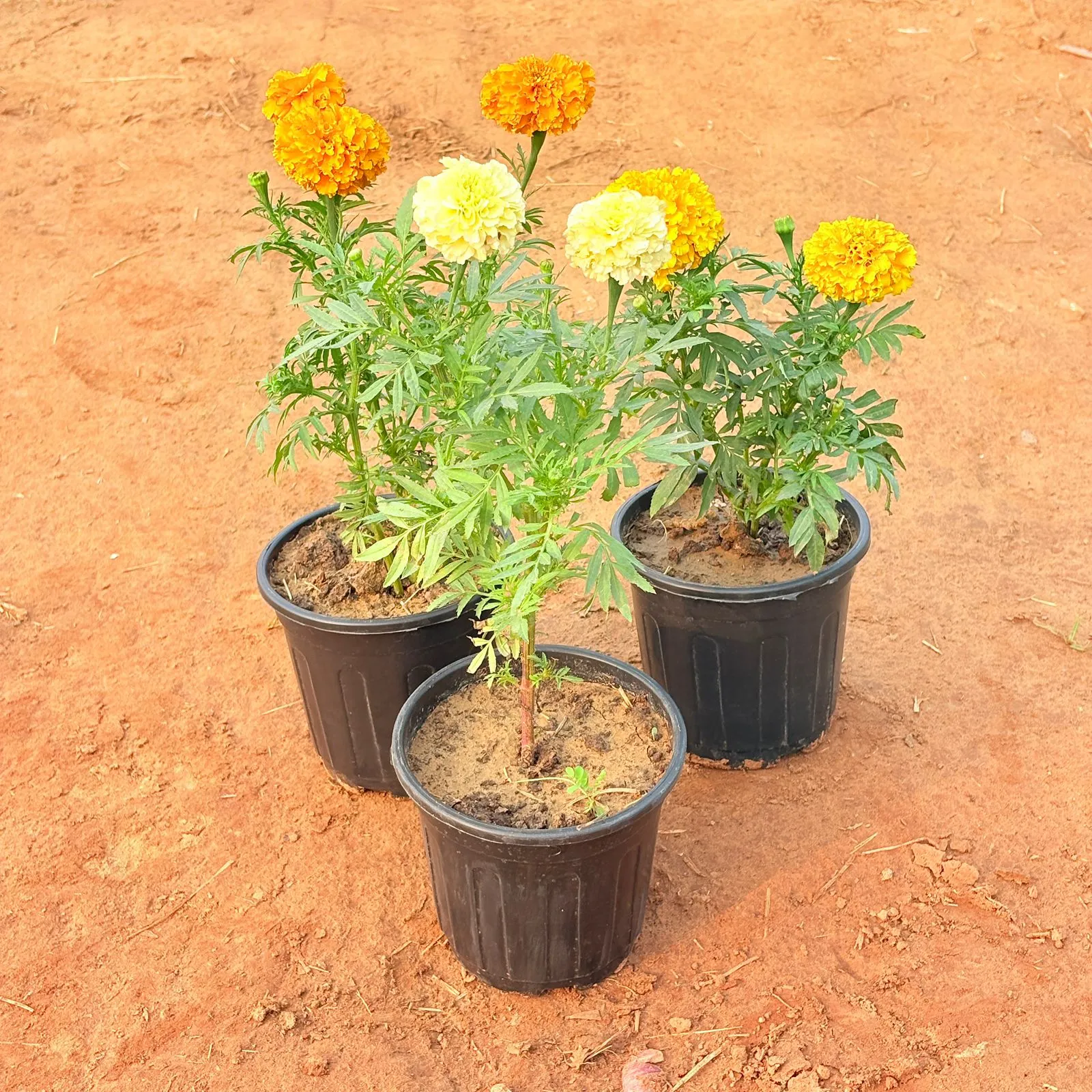 Set of 3 - Marigold (any colour) in 6 Inch Nursery Pot