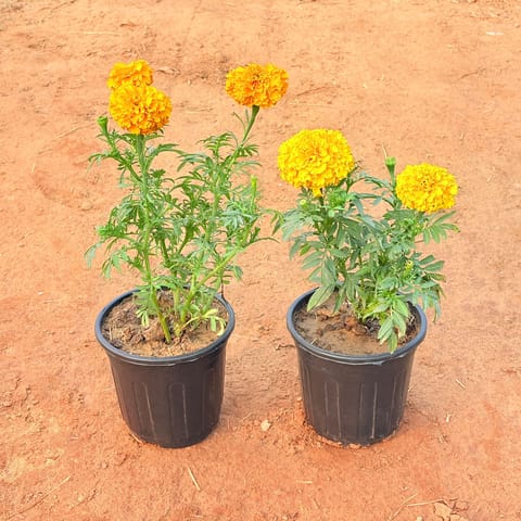 Set of 2 - Marigold (any colour) in 6 Inch Nursery Pot