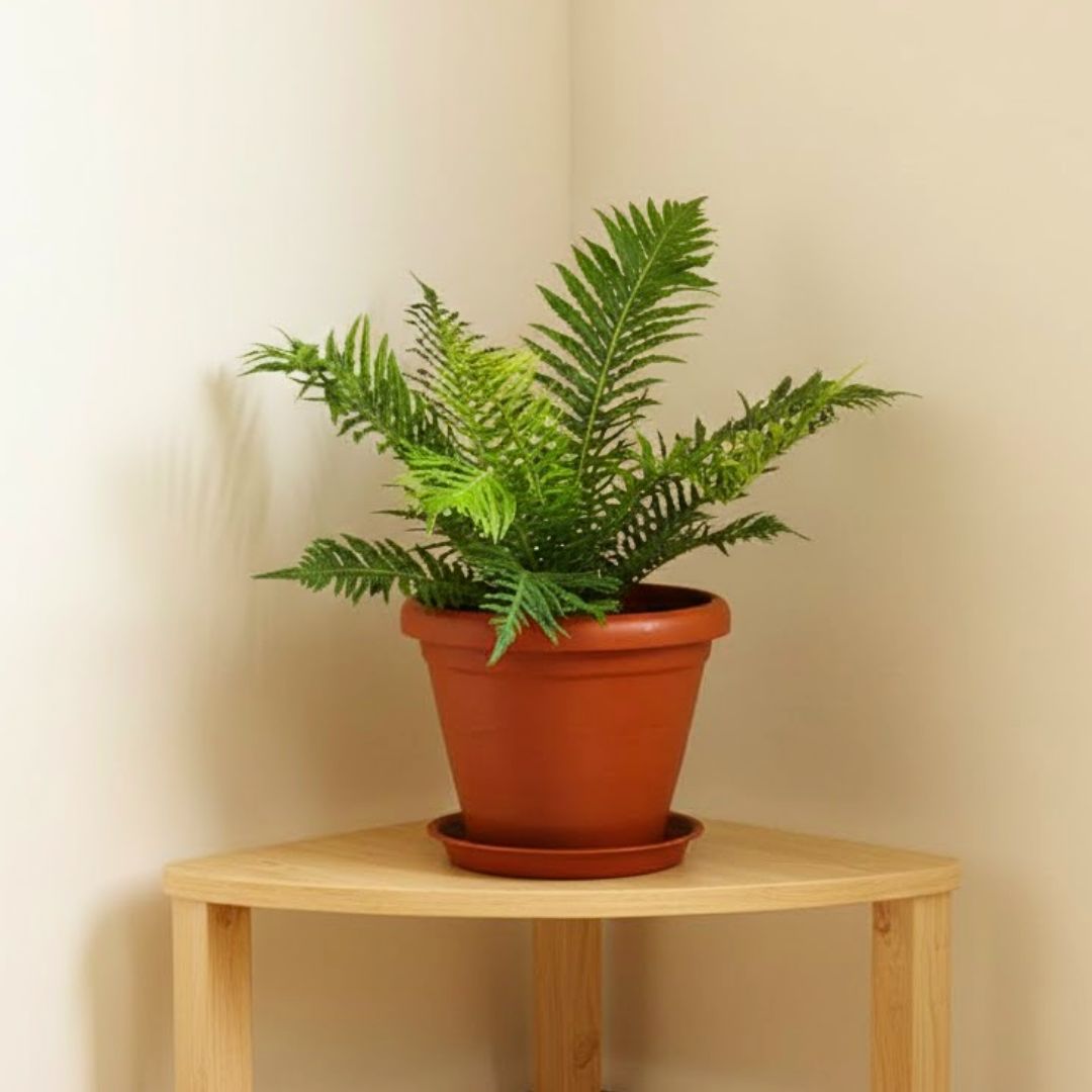 Fern Green  in 8 Inch Terracotta Red Classy Plastic Pot with tray