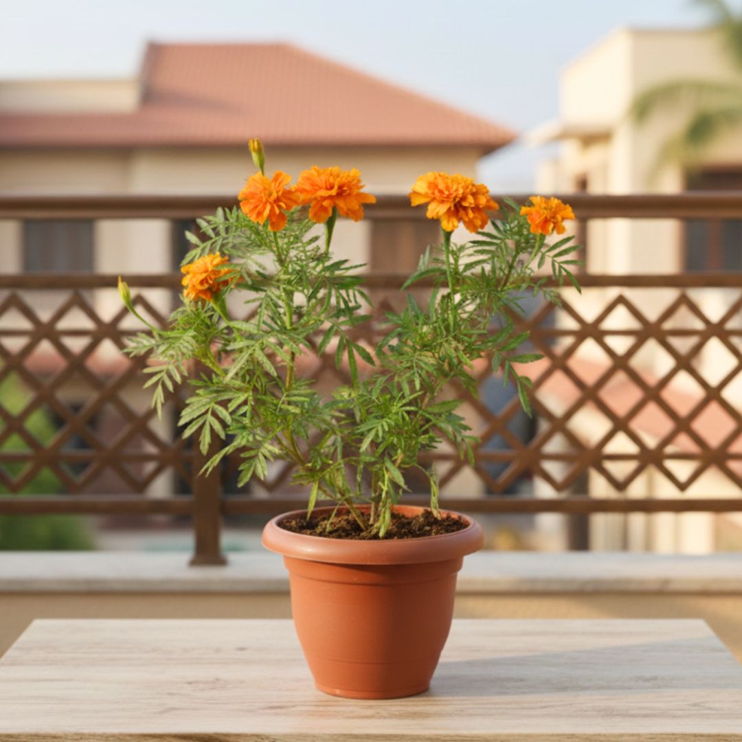 Marigold / Genda (any colour) in 7 Inch Classy Red Plastic Pot