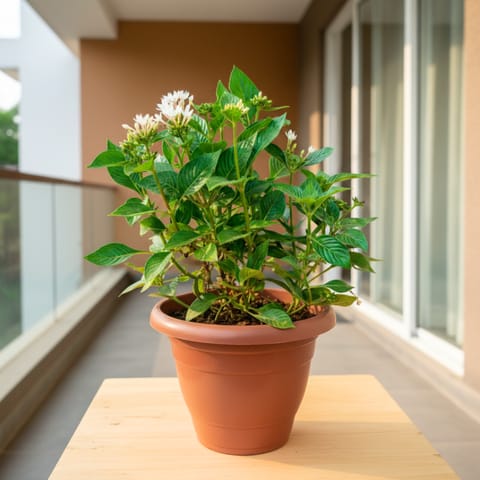 Pentas (any colour) in 8 Inch Red Classy Plastic Pot
