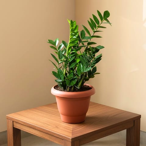 Zz Green in 8 Inch Red Classy Plastic Pot