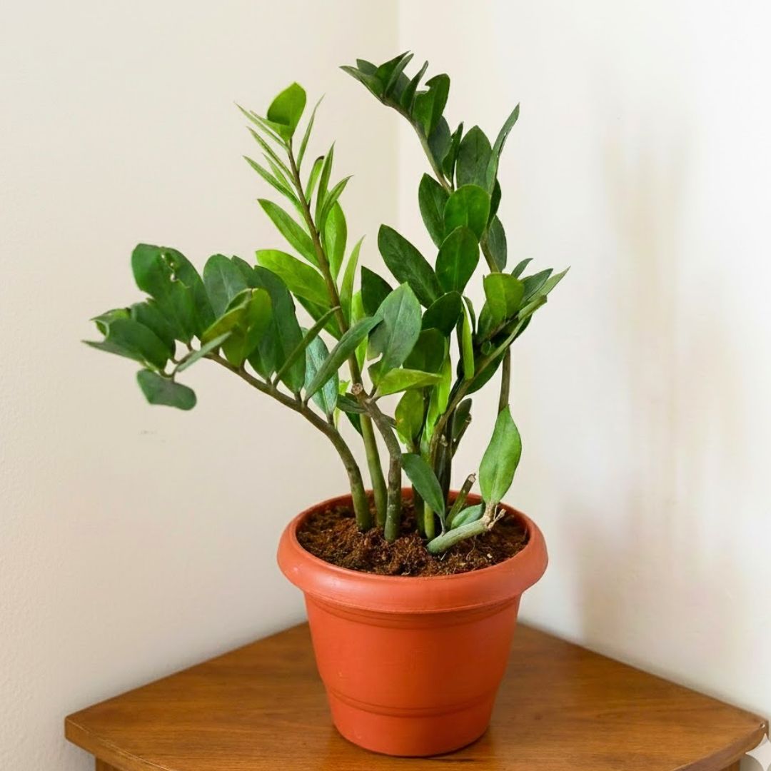 Zz Green Curly in 8 Inch Red Classy Plastic Pot