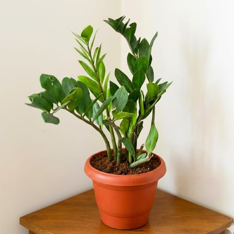 Zz Green Curly in 8 Inch Red Classy Plastic Pot