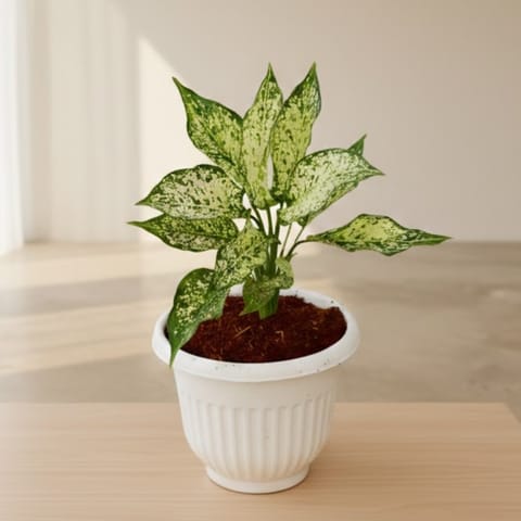 Aglaonema Snow White in 8 Inch White Olive Plastic Pot