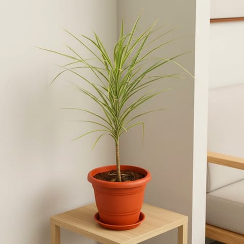Dracaena Marginata / Colorama Green in 7 Inch Classy Red Plastic Pot with Tray