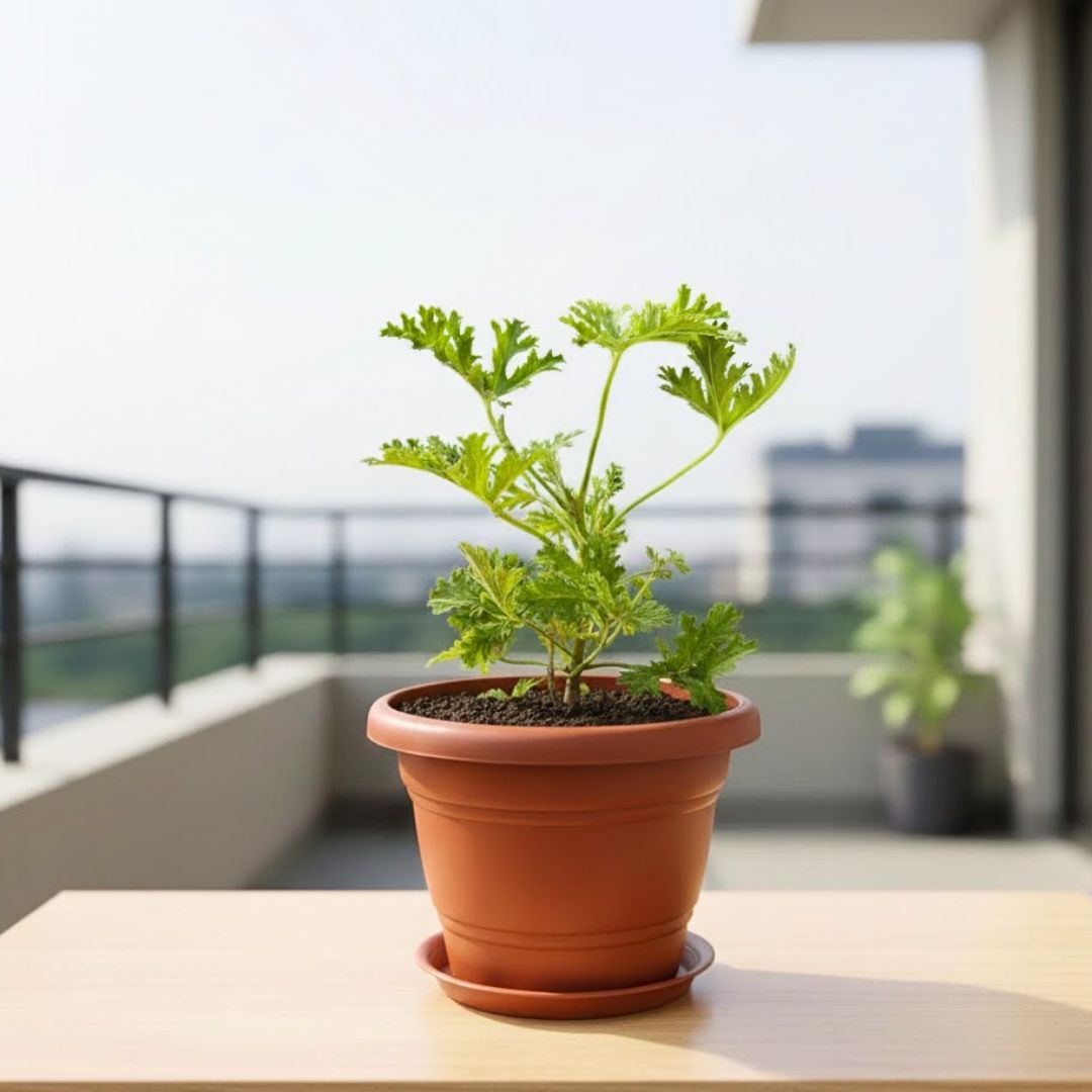 Celery / Paneer Patra in 7 Inch Classy Red Plastic Pot with Tray