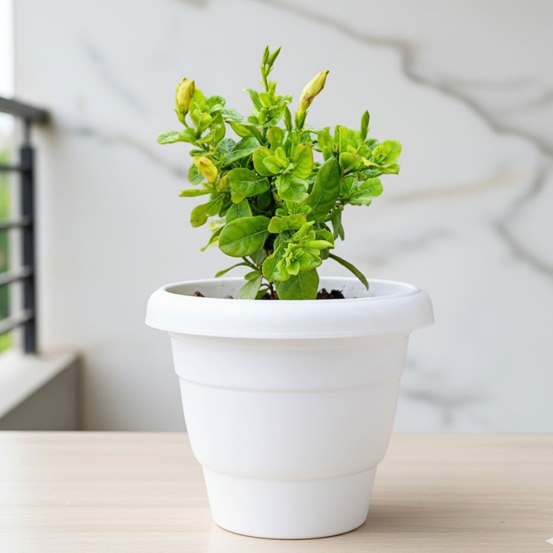 Allamanda Creeper (any colour) in 8 Inch White Classy Plastic Pot
