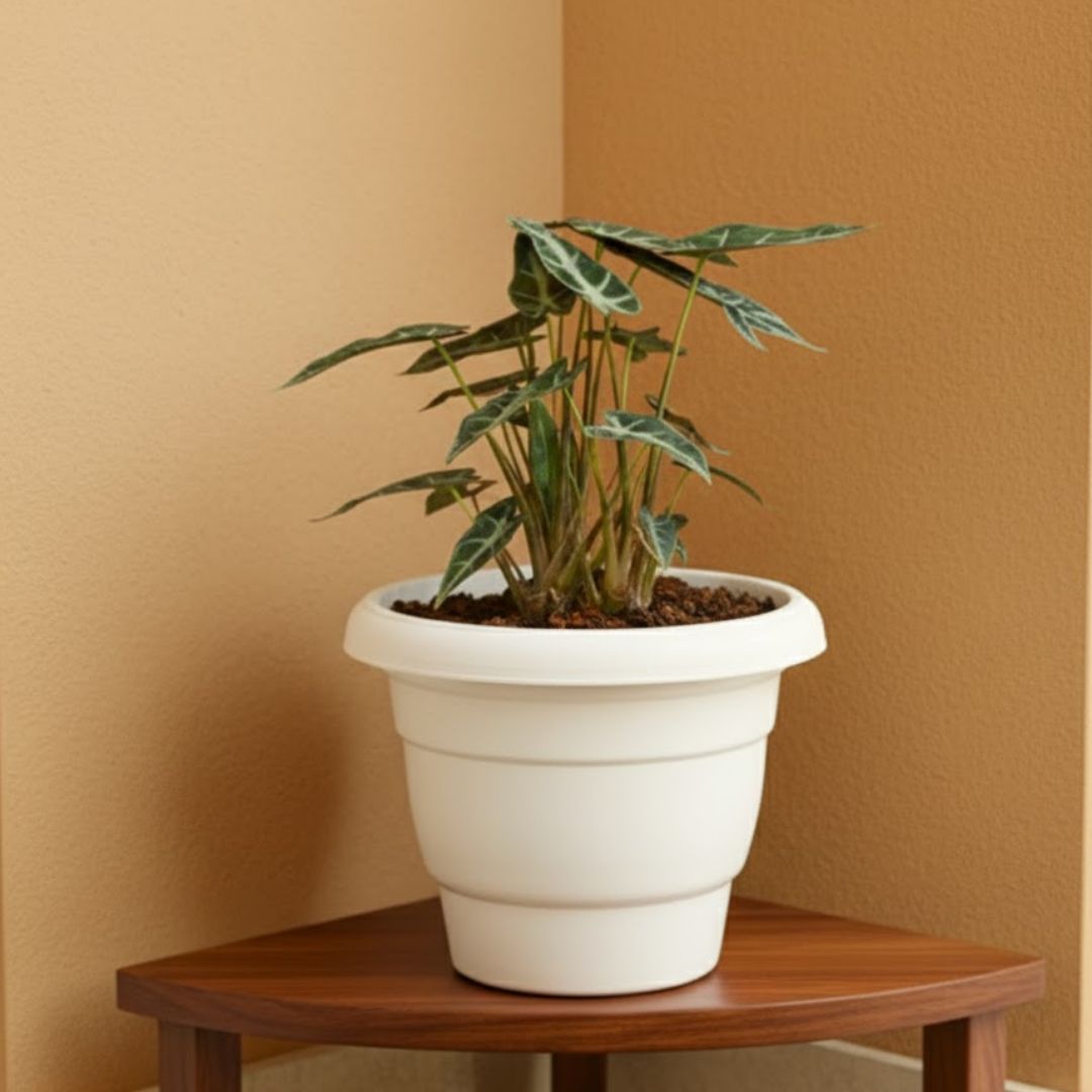 Alocasia Volcano in 8 Inch White Classy Plastic Pot