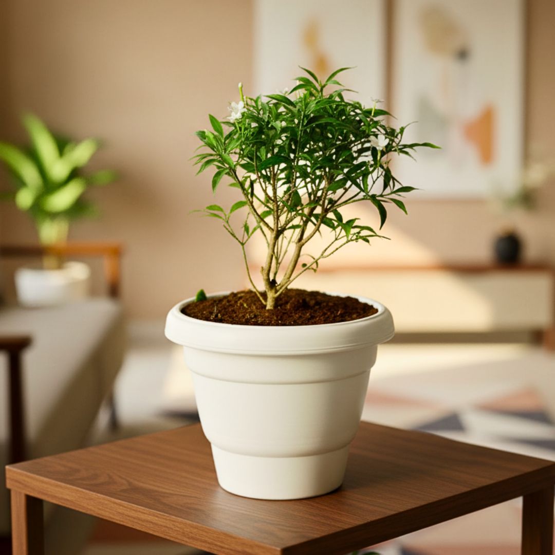 Chandni Dwarf White in 8 Inch White Classy Plastic Pot
