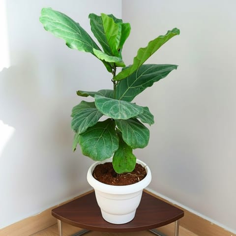 Fiddle Leaf Fig / Ficus Lyrata (~1 Ft)  in 8 Inch White Classy Plastic Pot