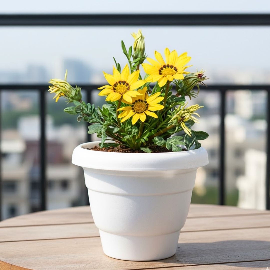 Gazania (any colour) in 7 Inch Classy White Plastic Pot