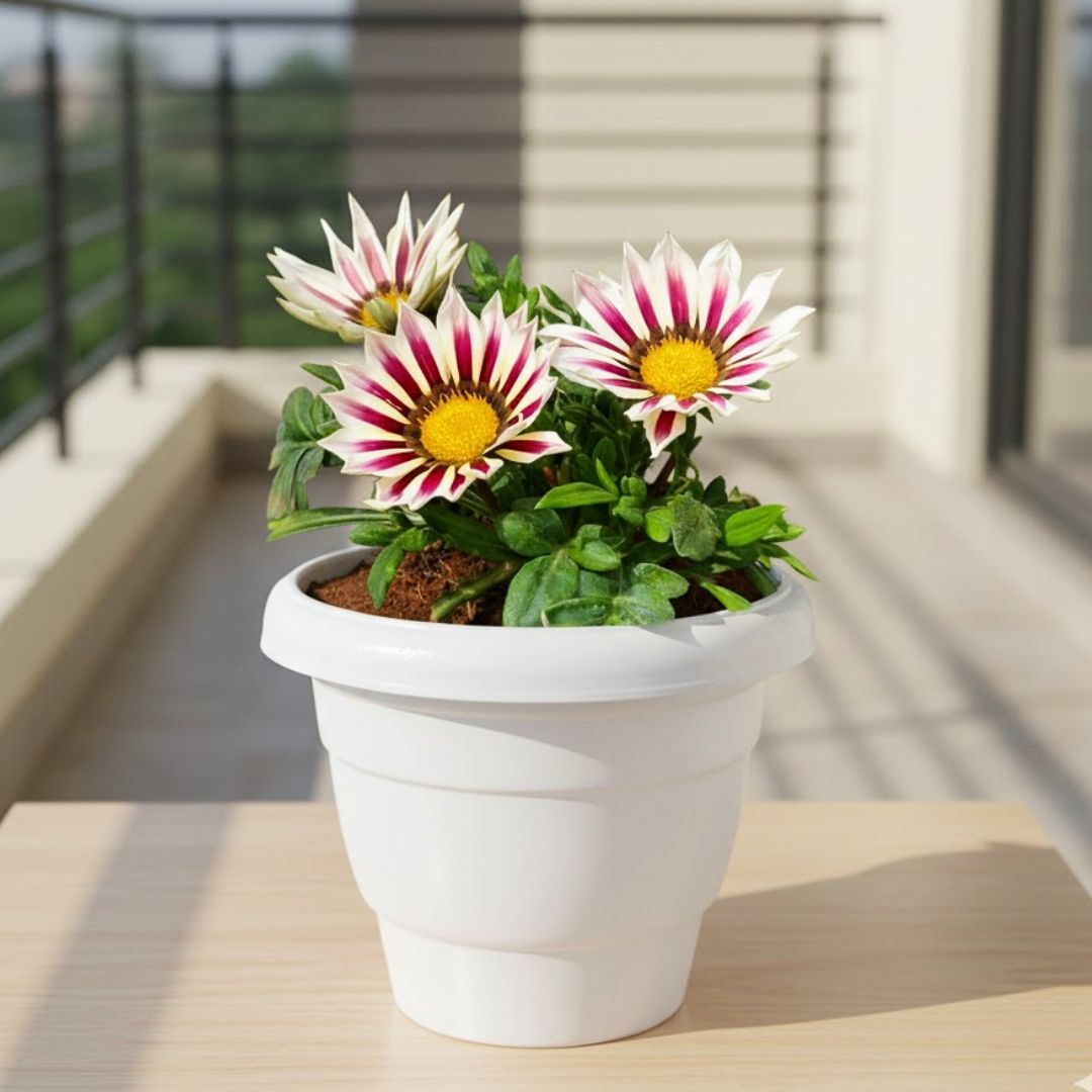 Gazania (Any Colour) in 7 Inch Classy White Plastic Pot