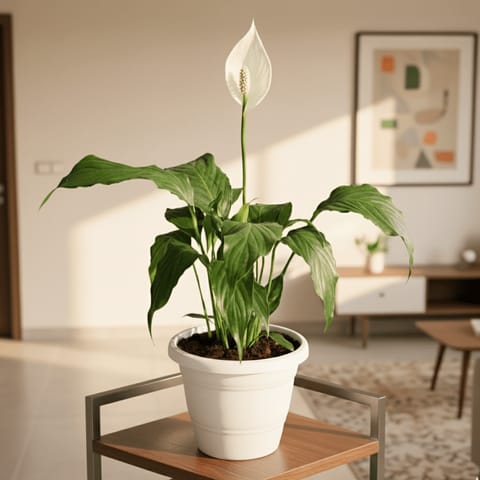 Peace Lily ( ~ 1 Ft) in 7 Inch Classy White Plastic Pot