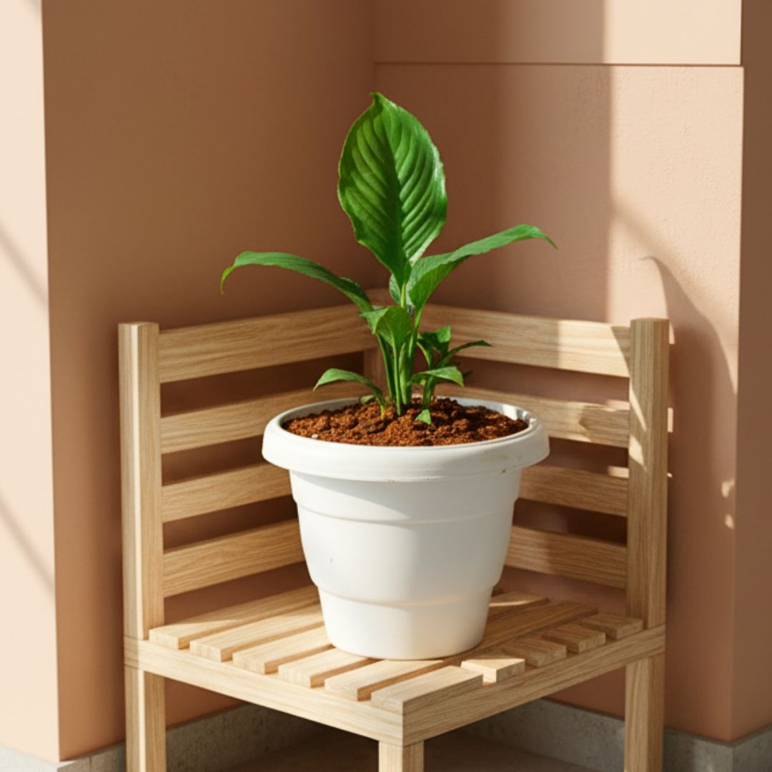 Peace Lily in 8 Inch White Classy Plastic Pot