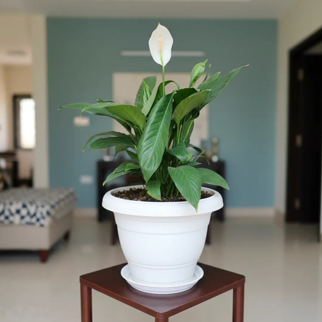 Peace Lily (Blooming) in 8 Inch White Classy Plastic Pot with tray