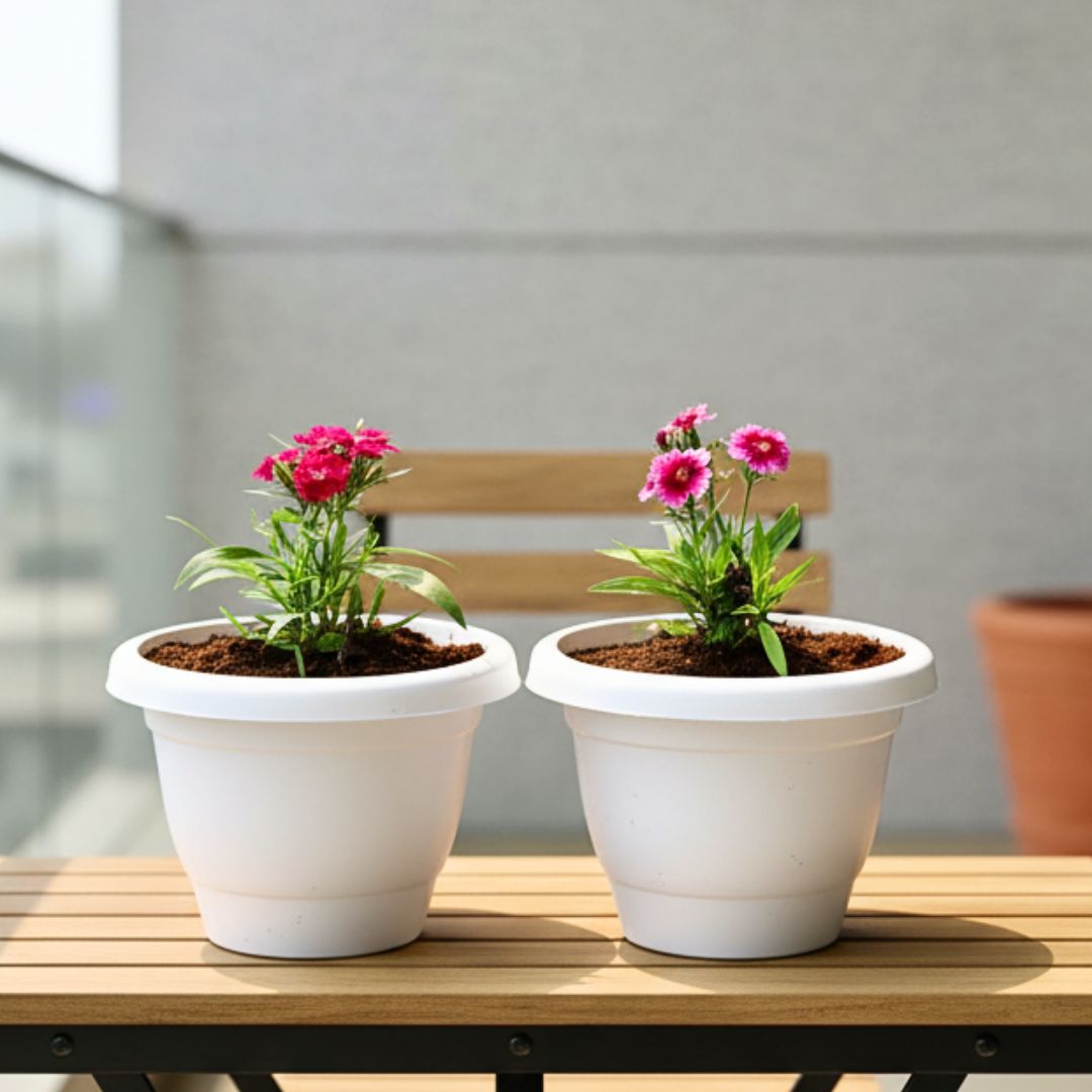 Set of 2 - Dianthus (any colour) in 8 Inch White Classy Plastic Pot