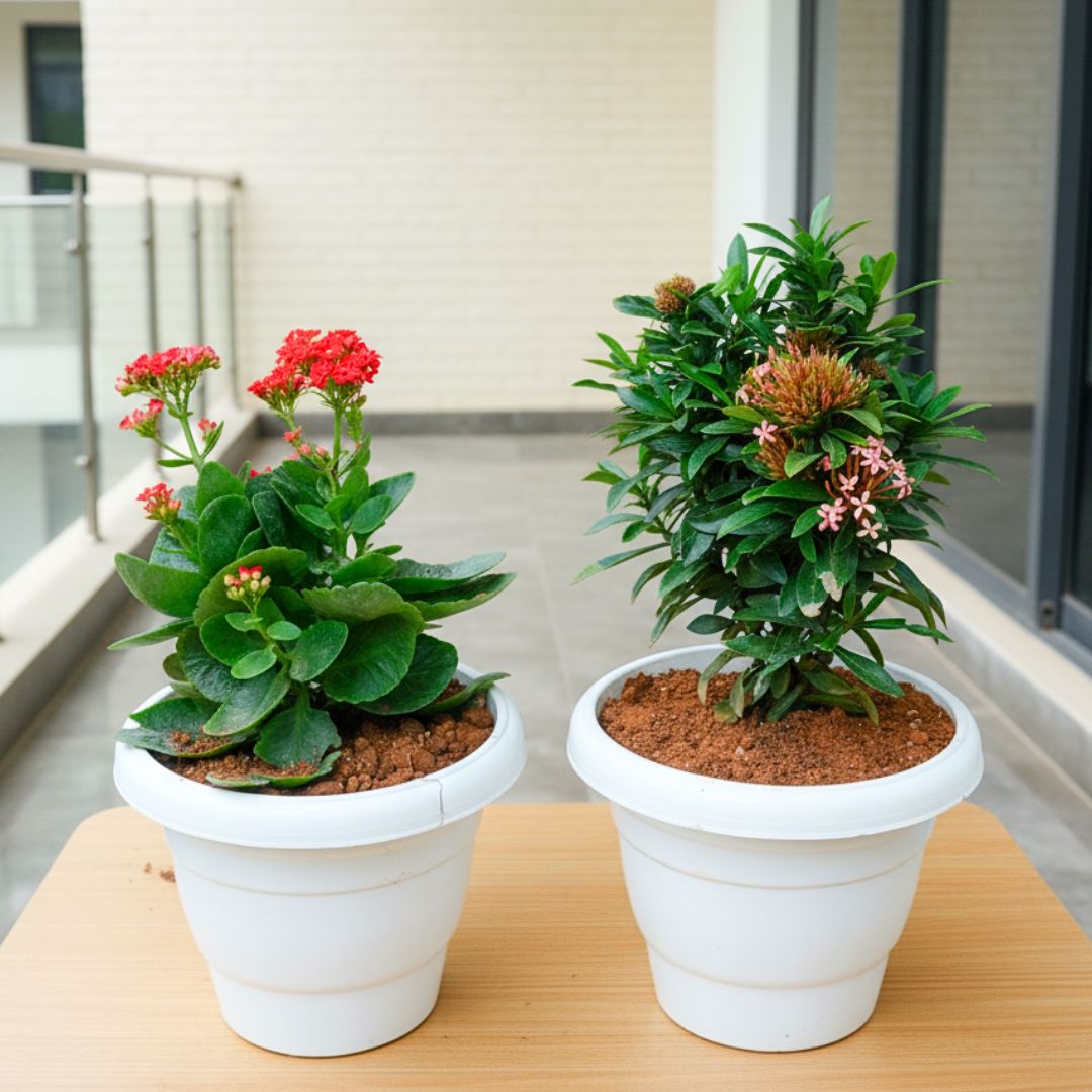Set Of 2 - Kalanchoe Succulent & Ixora Red  in 8 Inch White Classy Plastic Pot