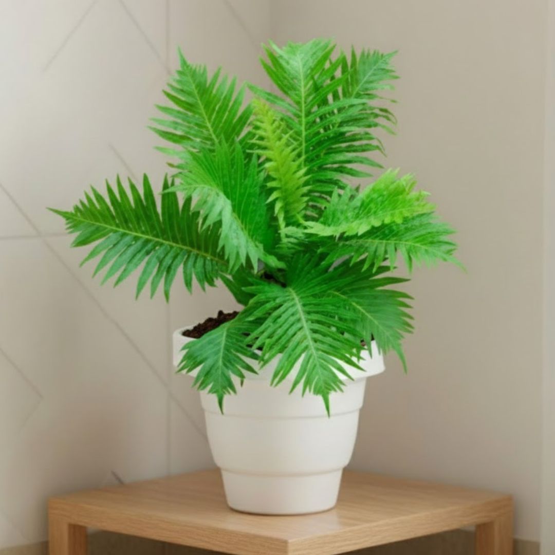 Tree Fern in 8 Inch White Classy Plastic Pot