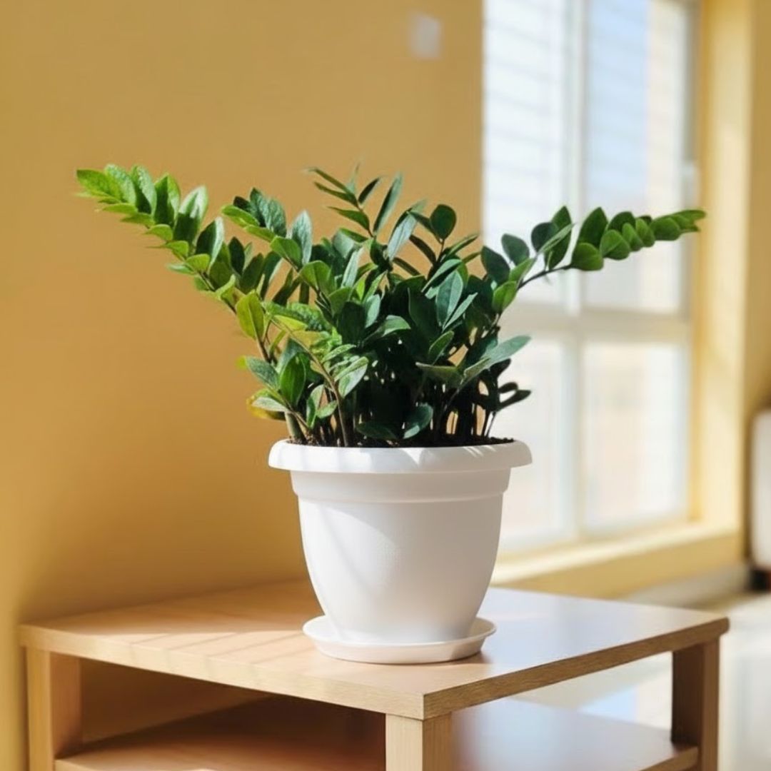 Zz Green in 8 Inch Classy White Plastic Pot with Tray