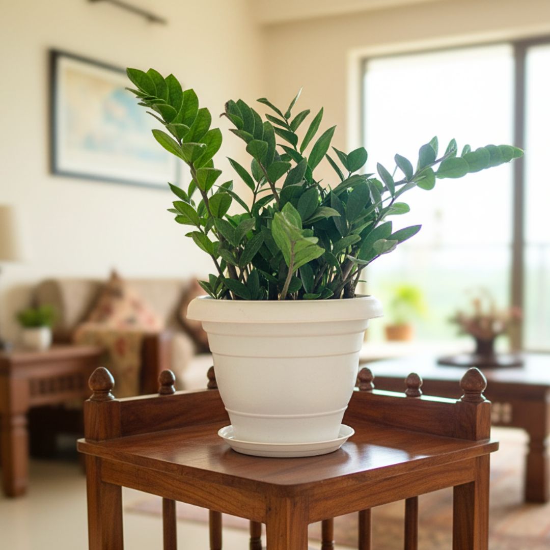 Zz Green in 8 Inch Classy White Plastic Pot with Tray