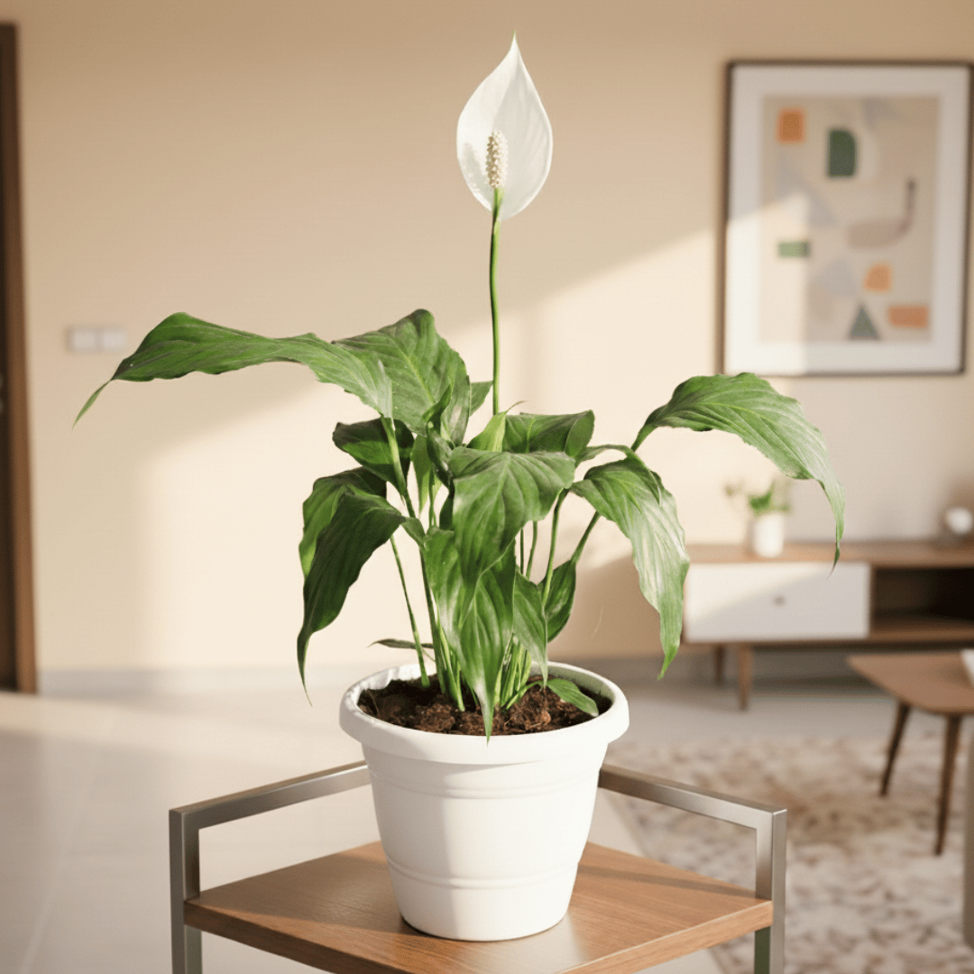 Peace Lily ( ~ 1 Ft) in 7 Inch Classy White Plastic Pot