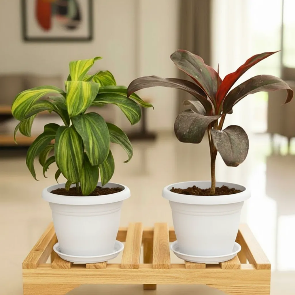 Set of 2 - Dracaena Cordyline (Red & Green) in 5 Inch Classy White Plastic Pot with Tray