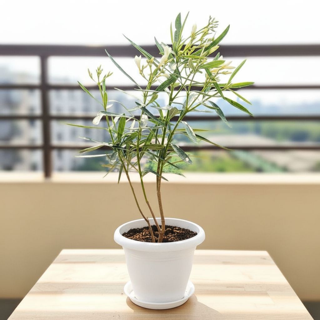 Kaner / Oleander White (~ 2 Ft)  in 8 Inch White Classy Plastic Pot with tray