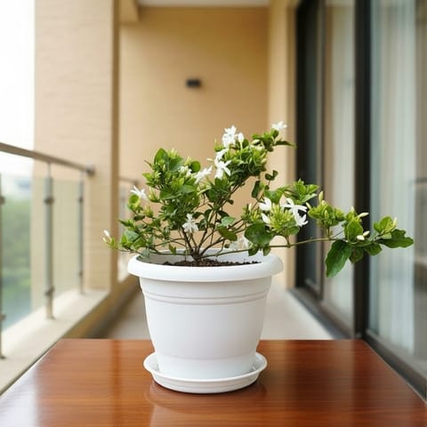 Kakda Mallige / Star Jasmine  in 8 Inch White Classy Plastic Pot with tray