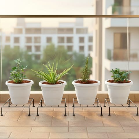 Set of 4 - Curry Patta, Rose Mary, Aparajita & Spider  in 8 Inch White Classy Plastic Pot