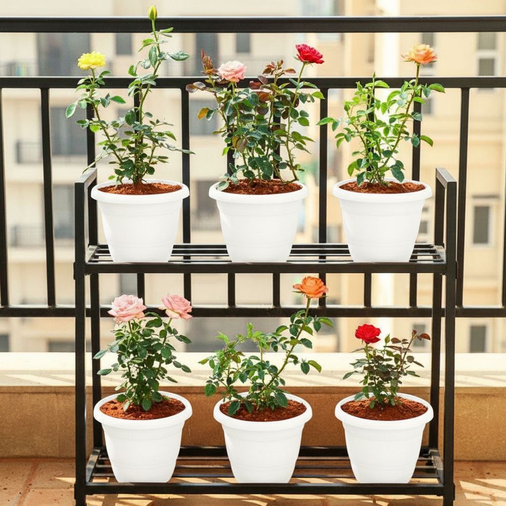 Set of 6 - Rose / Gulab (Any Colour)  in 8 Inch White Classy Plastic Pot