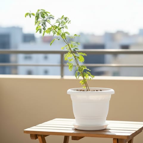 Shami  in 8 Inch White Classy Plastic Pot with tray