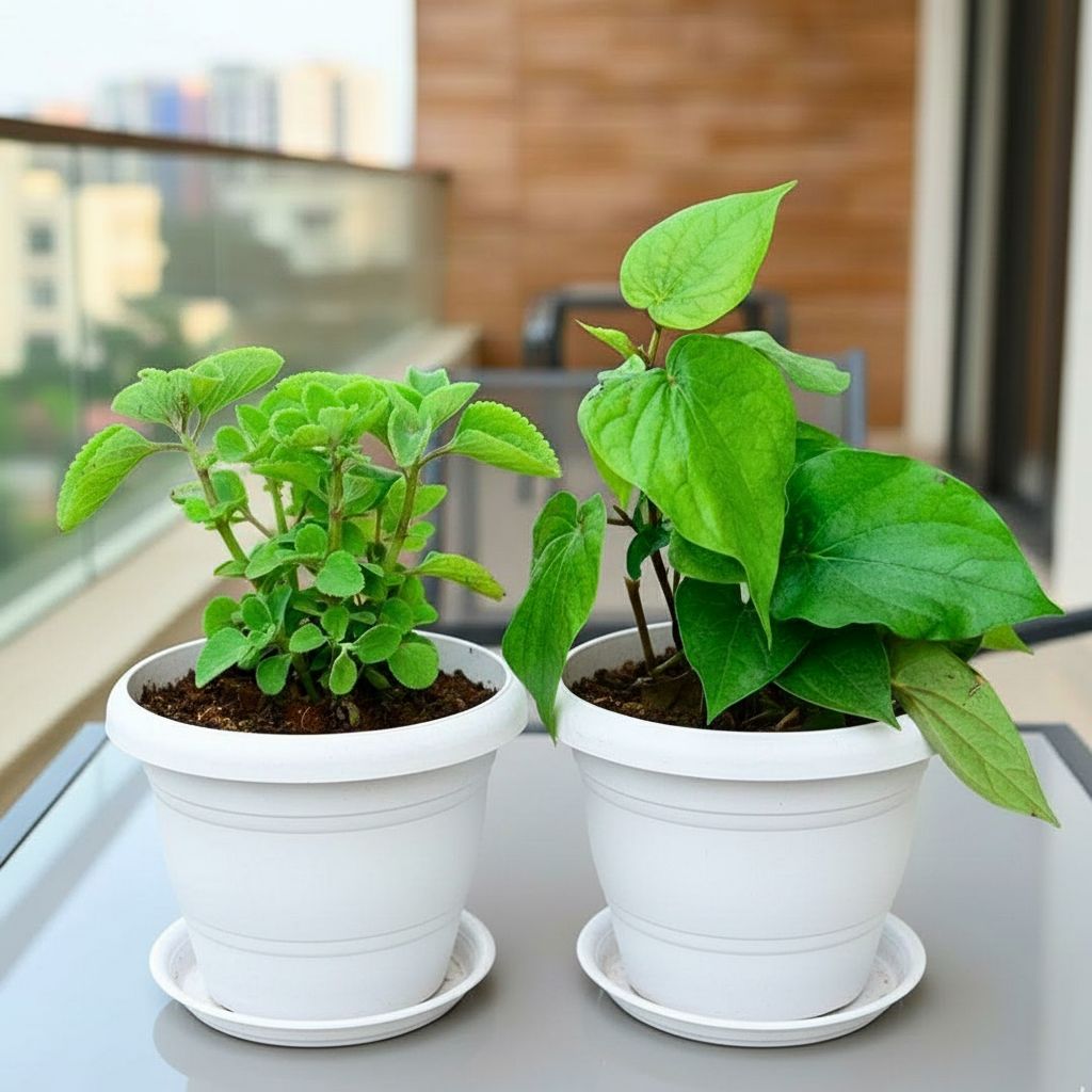 Set of 2 - Ajwain / Carom Seed & Paan / Betel Leaf Plant  in 8 Inch White Classy Plastic Pot with tray
