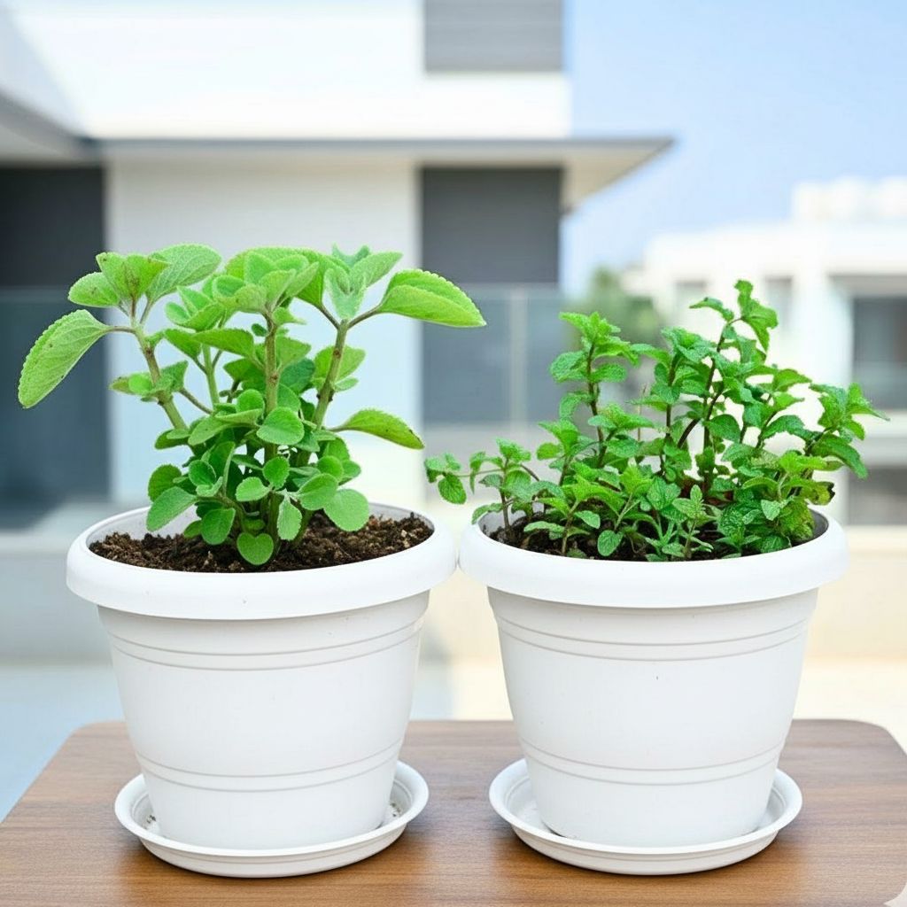Set of 2 - Ajwain & Pudina / Mint in 6 Inch White Classy Plastic Pot with Tray