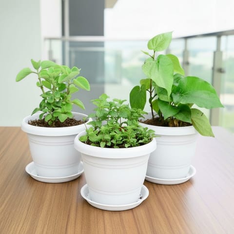Set of 3 - Mint / Pudina, Ajwain / Carom Seed & Paan / Betel Leaf Plant in 8 Inch Classy White Plastic Pot with Tray