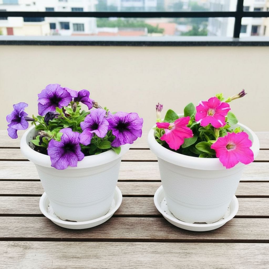 Set of 2 - Petunia (Purple & Pink) (any design)  in 8 Inch White Classy Plastic Pot with tray