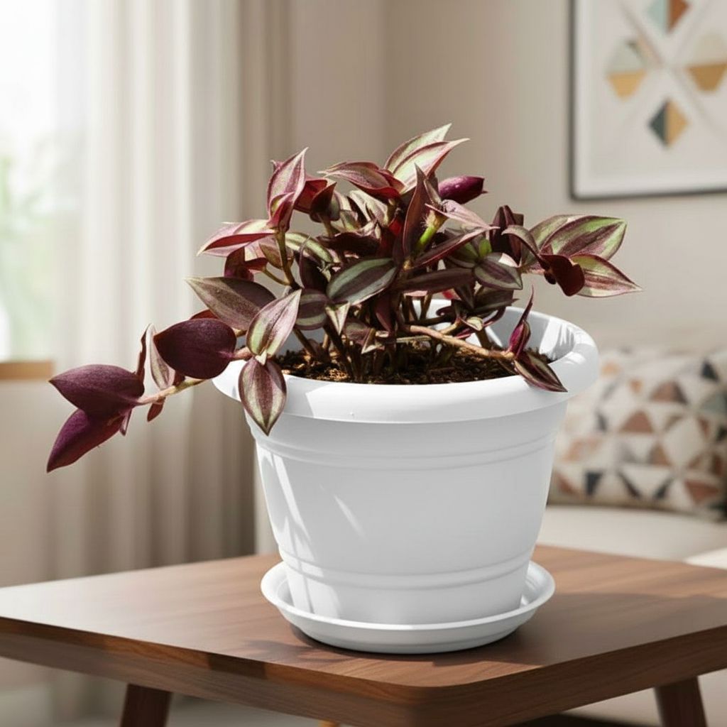 Wandering Jew in 7 Inch Classy White Plastic Pot with Tray